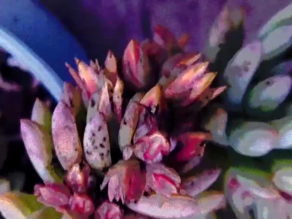Improvisación · 视频画面